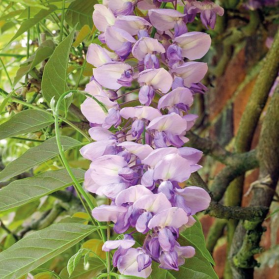 Wisteria sinensis