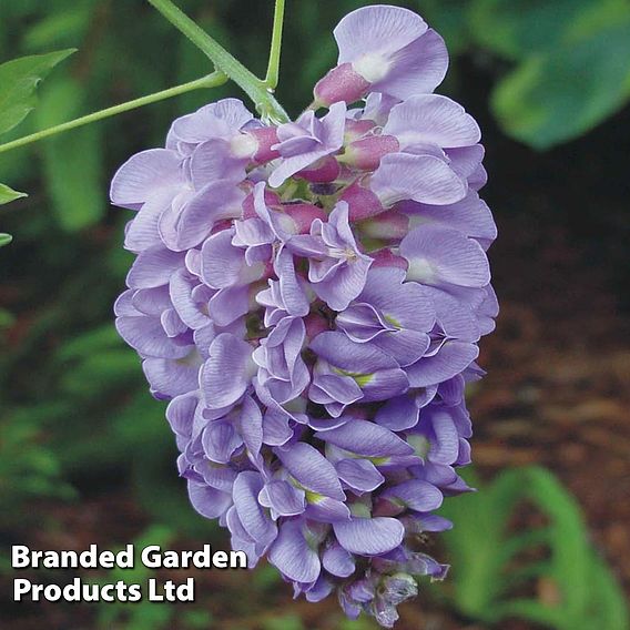 Wisteria frutescens 'Amethyst Falls'