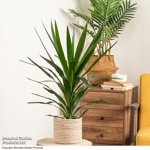 Yucca elephantipes (No Stem)