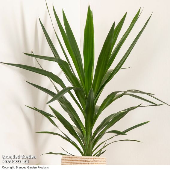 Yucca elephantipes (No Stem)
