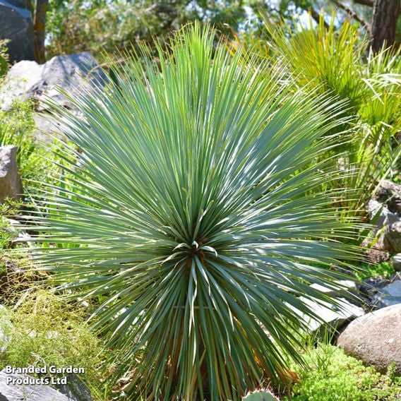 Yucca rostrata