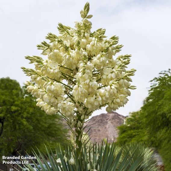 Yucca rostrata