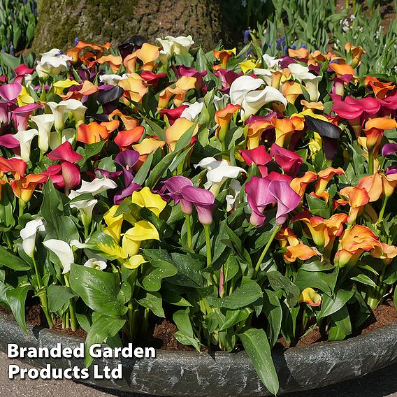 Calla Lily 'Spectrum Mixed'