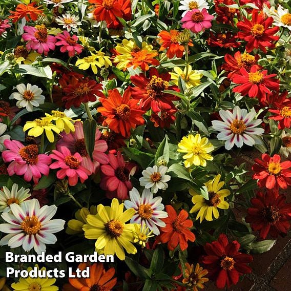 Zinnia 'Zahara' Single-Flowered Mixed