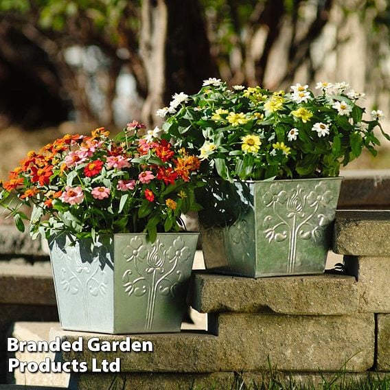 Zinnia 'Zahara' Single-Flowered Mixed