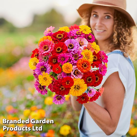 Zinnia 'Dahlia Flowered Mixed' - Seeds