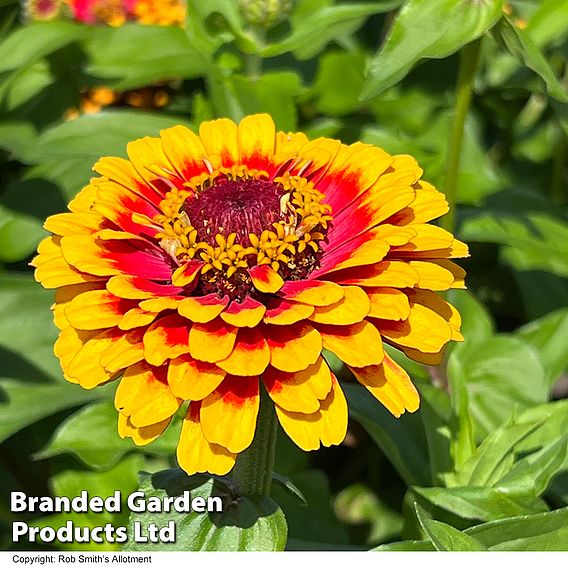 Zinnia 'Macarenia' - Seeds