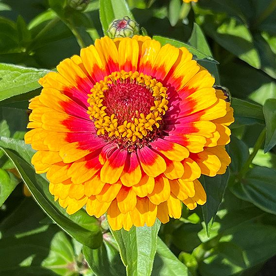 Zinnia 'Macarenia' - Seeds