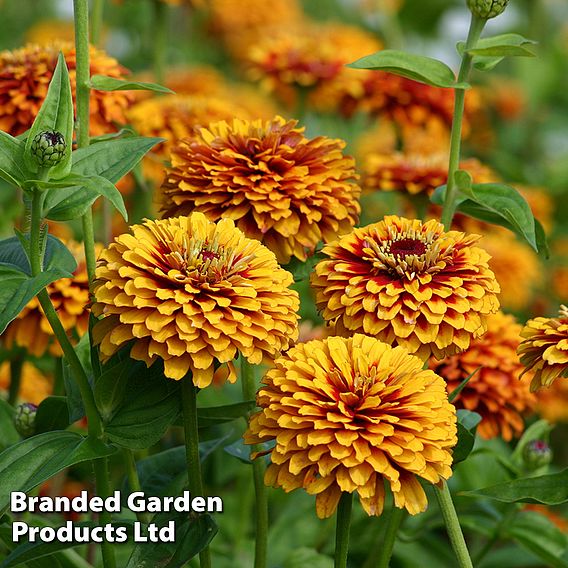 Zinnia 'Macarenia' - Seeds