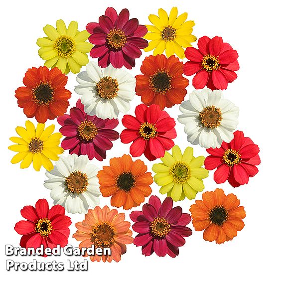 Zinnia 'Profusion Mixed'