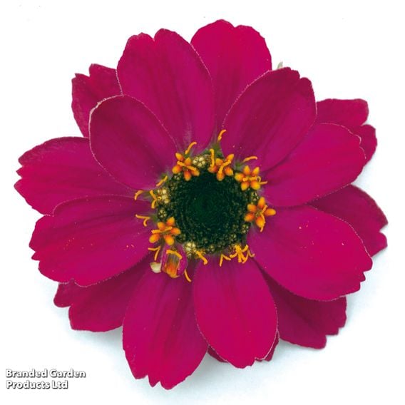 Zinnia 'Profusion Mixed'
