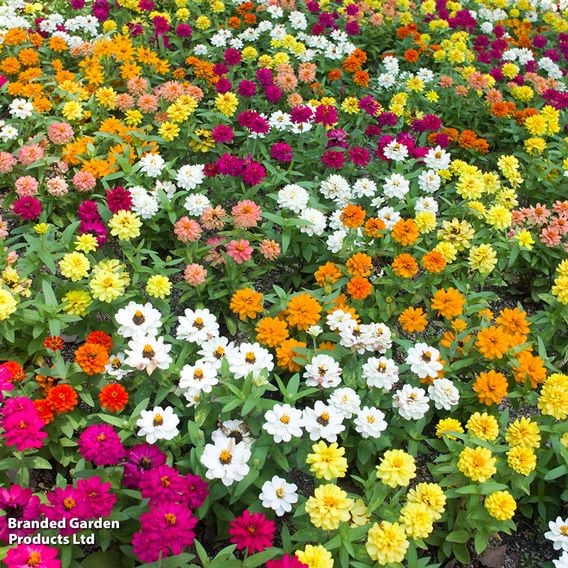 Zinnia 'Profusion Mixed'