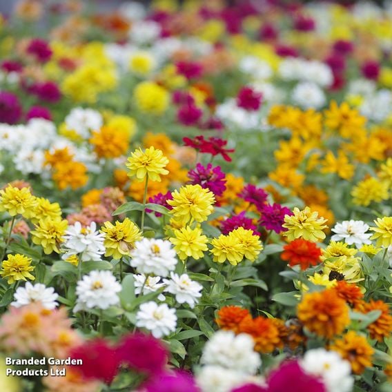 Zinnia 'Profusion Mixed'