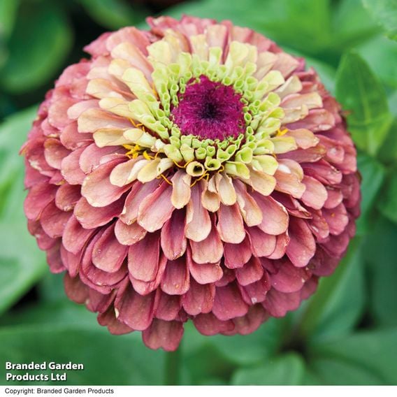 Zinnia 'Queen Red Lime' - Seeds