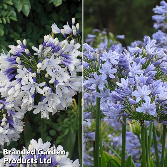 Agapanthus Duo