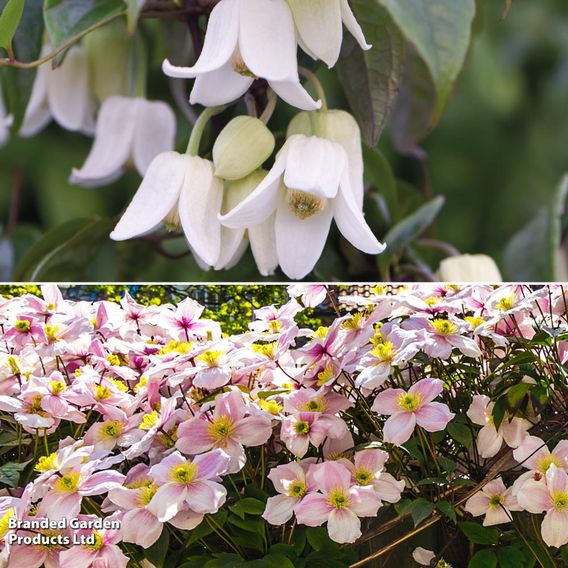 Clematis All Season Duo