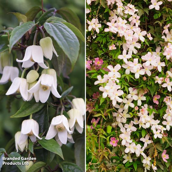 Clematis All Season Duo