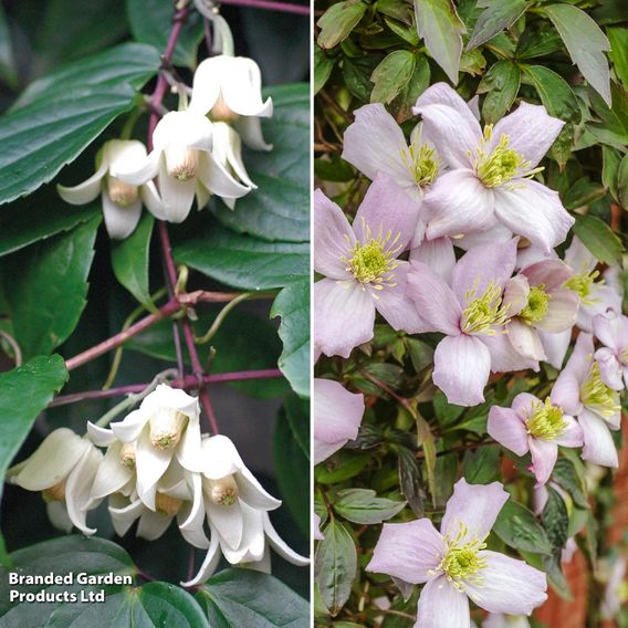 Clematis All Season Duo