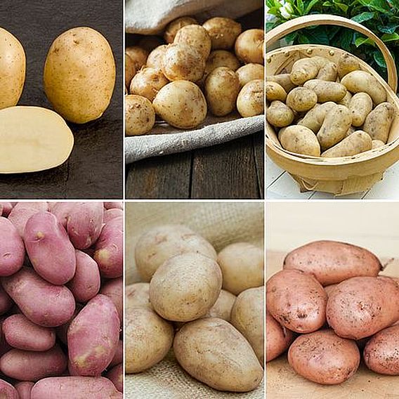 Potato 'All Year Round Collection'