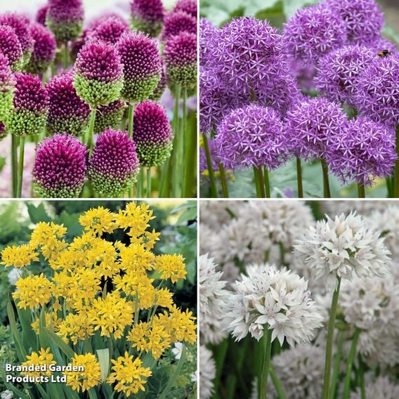 Allium 100 Bulb Collection