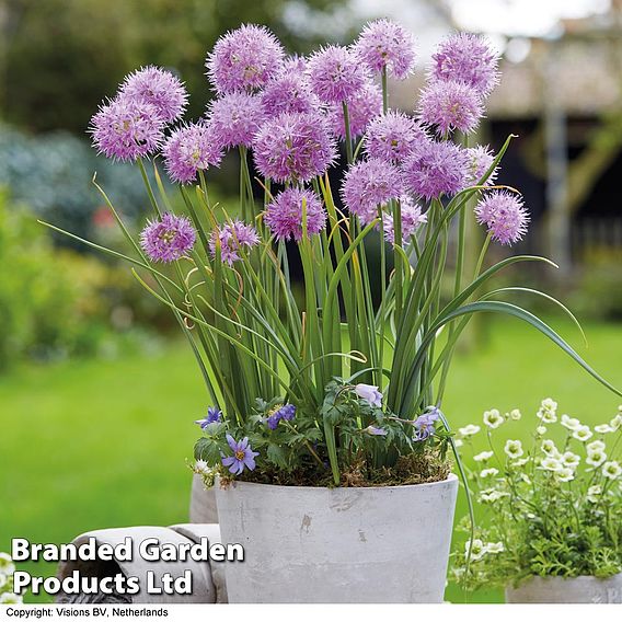 Allium carolinianum 'Rosy Dream'