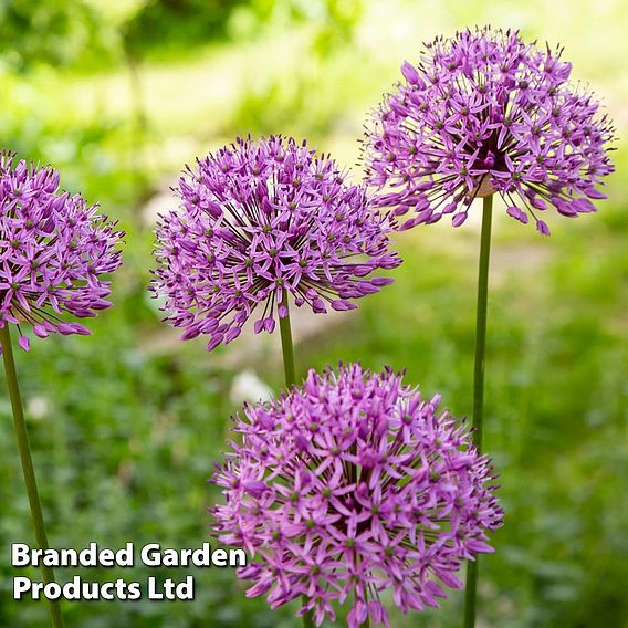 Allium carolinianum 'Rosy Dream'