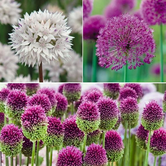 Allium Trio