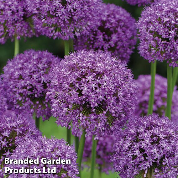 Allium Bumper Pack