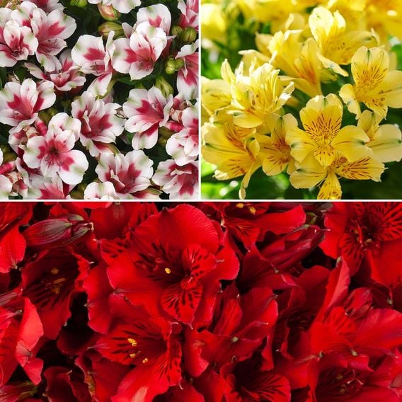 Alstroemeria Patio Perfect Collection