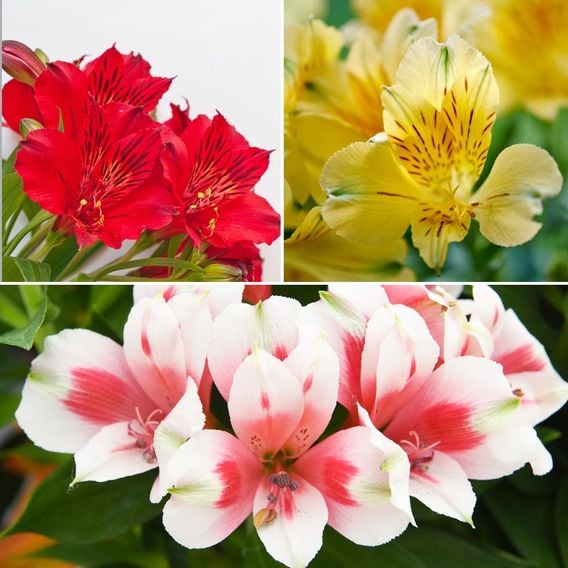 Alstroemeria Patio Perfect Collection