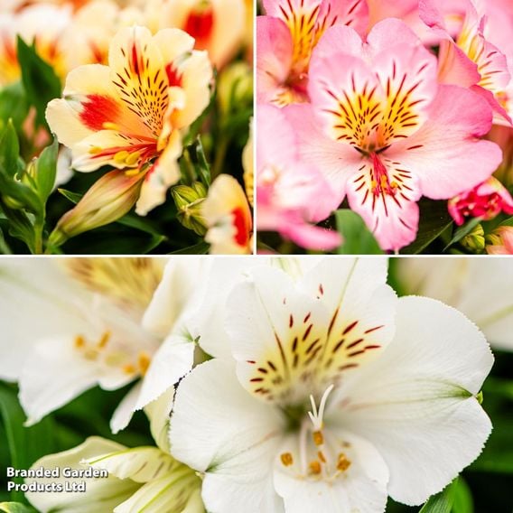 Alstroemeria Inticancha 'Sun Collection'