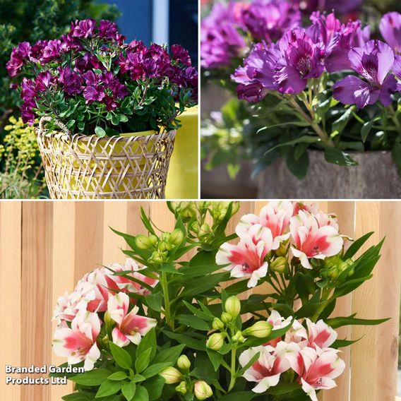 Alstroemeria Inticancha Purple Collection