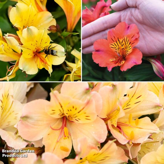 Alstroemeria 'Valley' Collection (Summer Paradise Series)