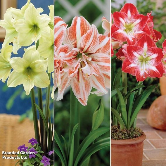 Amaryllis Spectacular Trio