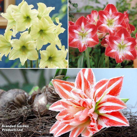 Amaryllis Spectacular Trio