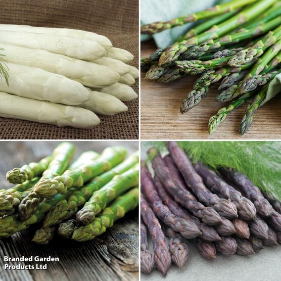 Asparagus Spring Planting Collection