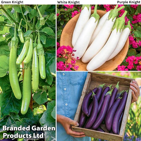 Aubergine Three Knight Recipe Collection F1 Seeds