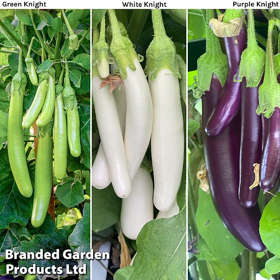 Aubergine Three Knight Recipe Collection F1 - Seeds