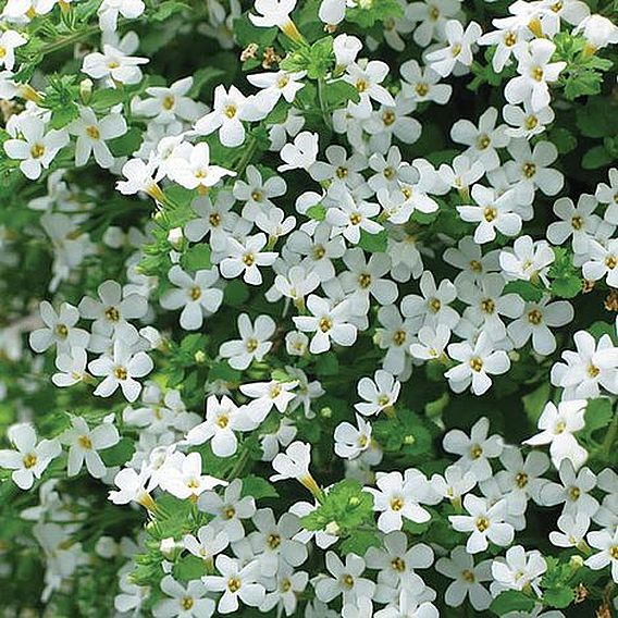 Bacopa 'Snowtopia'