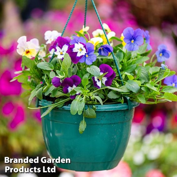 Nurserymans Choice Pre-Planted Hanging Basket