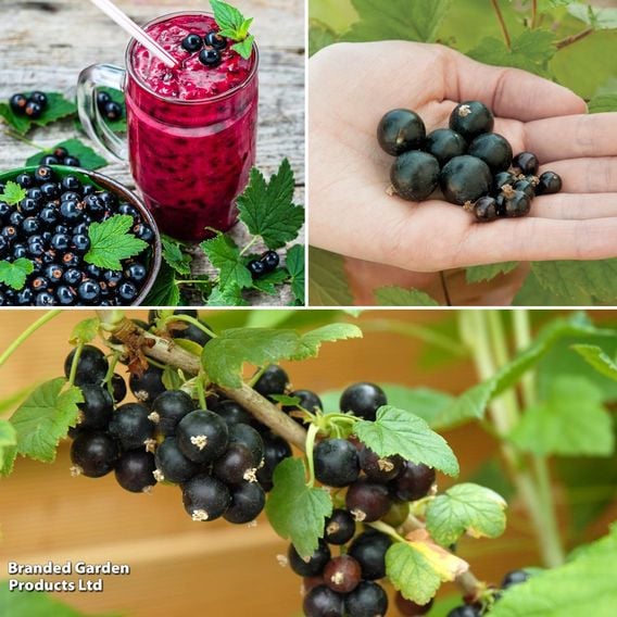 Blackcurrant Growers Choice