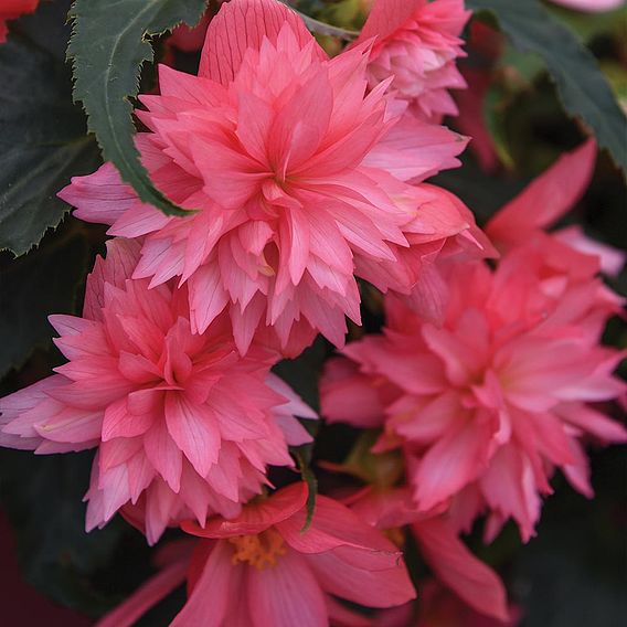 Begonia 'Funky Pink'