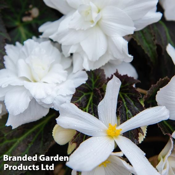 Begonia 'Nonstop Joy Mocca White'