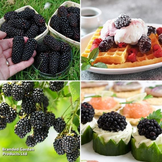 Blackberry Growers Choice