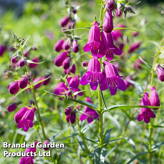 Penstemon 'Ice Cream Collection'