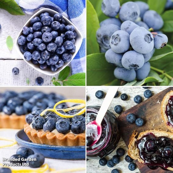 Blueberry Growers Choice