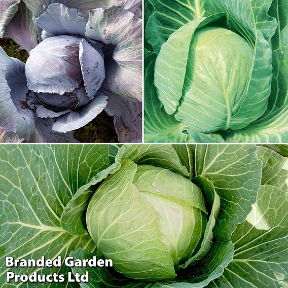 Cabbage Round Continuity Collection