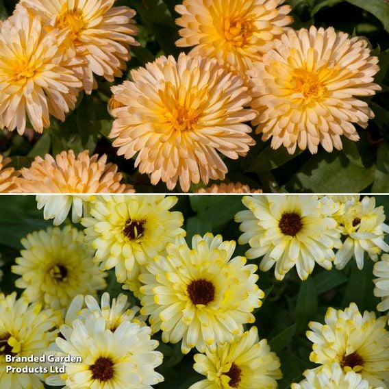 Calendula 'Bon Bon Mix'