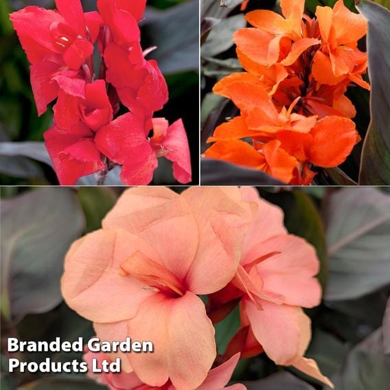 Canna x generalis 'Cannova Trio'