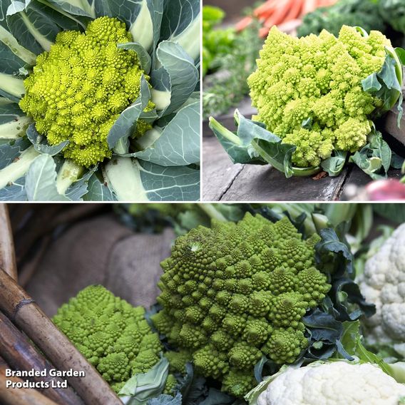 Cauliflower Romanesco Continuity Collection
